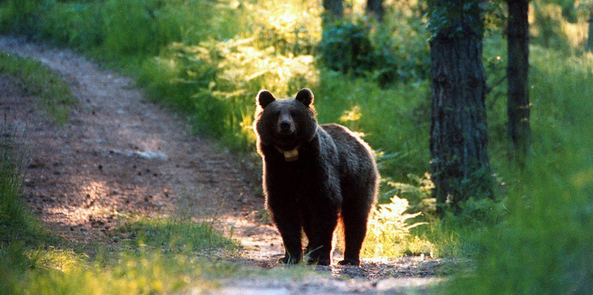 Saranno processati i due cacciatori accusati di aver ucciso l’orsa F36 in Trentino