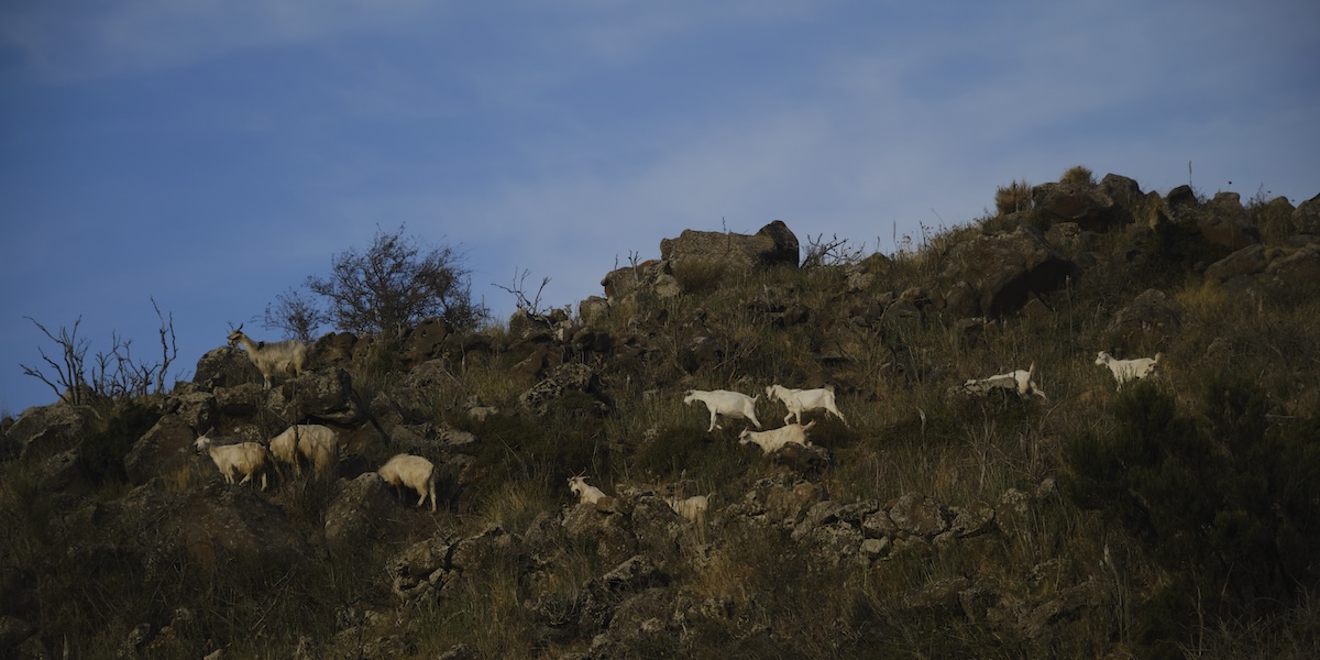 Portare via le capre da Ginostra e Alicudi è un’impresa
