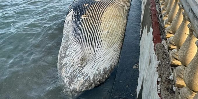 A Livorno è stata trovata una balenottera morta nel mare davanti alla Terrazza Mascagni