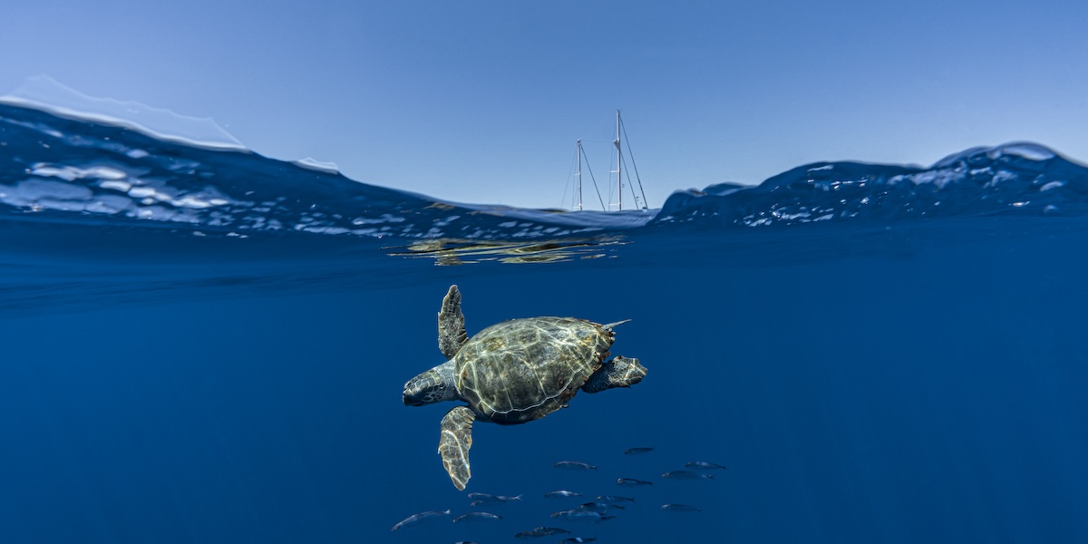 Dopo oltre vent’anni di dibattiti, il trattato dell’ONU per la tutela dell’alto mare diventerà legge