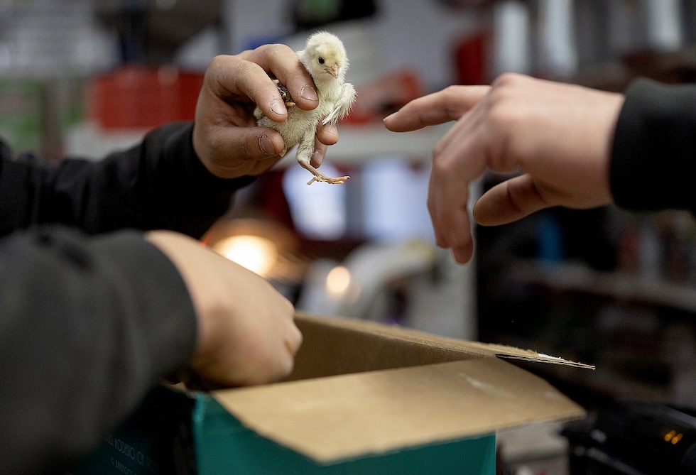 Un pulcino tra le dita di una mano di un uomo