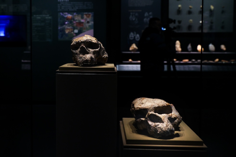 I due teschi esposti nel museo