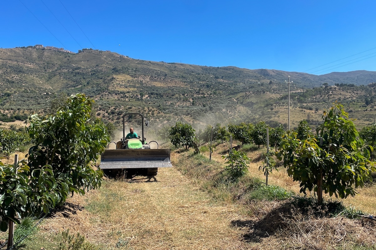 In Italia l’avocado è diventato un affare da investimenti milionari