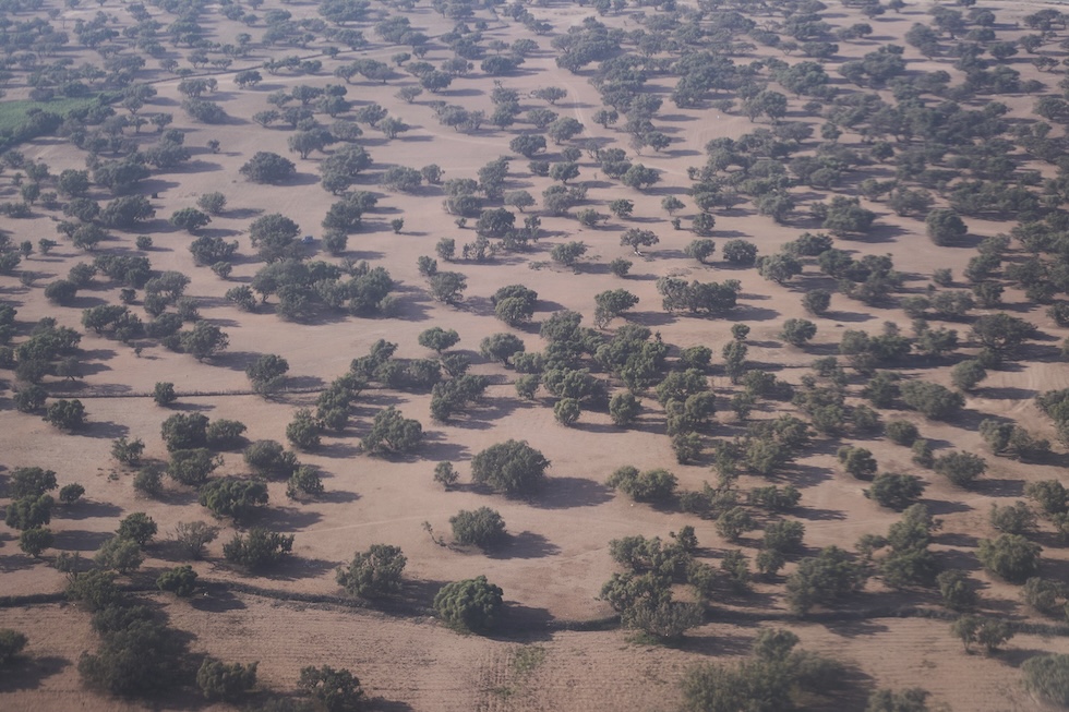 Una coltivazione di alberi di argan, nella zona di Agadir, in una foto dello scorso maggio