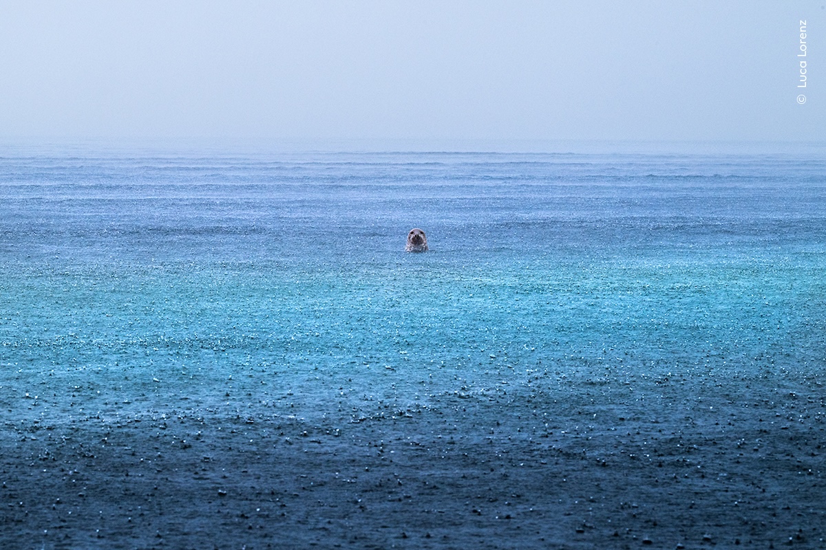 Una iena bruna, un cerambice e questa foca sotto la pioggia