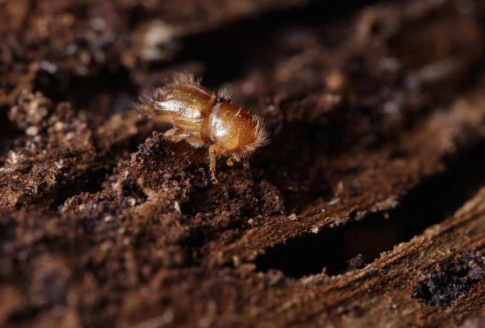 Un bostrico tipografo 