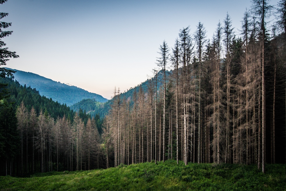 Alberi attaccati dal bostrico in provincia di Trento
