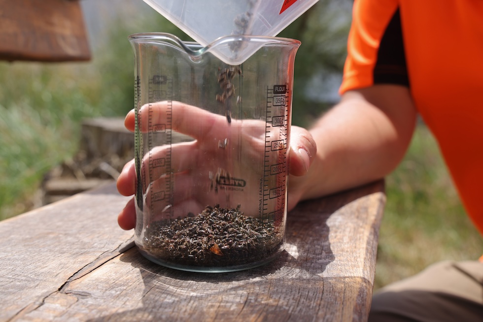 Il monitoraggio della diffusione del bostrico 