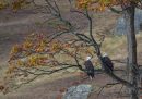 Aquile di mare testabianca, erroneamente chiamate aquile calve dall'inglese "bald", appollaiate sui rami di un albero a Spieden Island, Washington, Stati Uniti (AP Photo/Annika Hammerschlag)