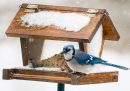 Una ghiandaia azzurra accanto ad una mangiatoia per uccelli mentre nevica vicino a Cremona, Alberta, Canada