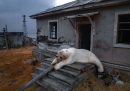 Un orso polare steso fuori da una stazione di ricerca abbandonata sull'isola di Koluchin, al largo della Chukotka, in Russia