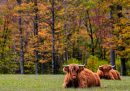 Bovini Highlander della Star Lake Cattle Company, un'impresa che alleva questa specie per la vendita, in un paesaggio autunnale a Georges Mills, New Hampshire