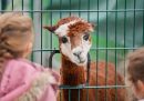 Un alpaca osserva due bambine attraverso una recinzione in una fattoria a Castrop-Rauxel, Germania