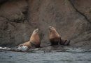 Leoni marini sulle isole San Juan, Washington, Stati Uniti