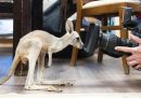 Un cucciolo di canguro rosso di 10 mesi di nome Lili, in un ufficio davanti ad una macchina fotografica (EPA/Ansa)