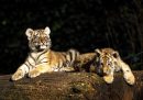 Due cuccioli di tigre allo zoo di Copenaghen, Danimarca