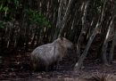 Una capibara in un'area lagunare che è stata di recente restaurata per ridurre le inondazioni e ripristinarne l'ecosistema a Rodrigo de Freitas, Rio de Janeiro, Brasile