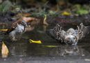 Due passeri fanno il bagno in una pozzanghera piena di foglie nel parco Titan a Bucarest, Romania