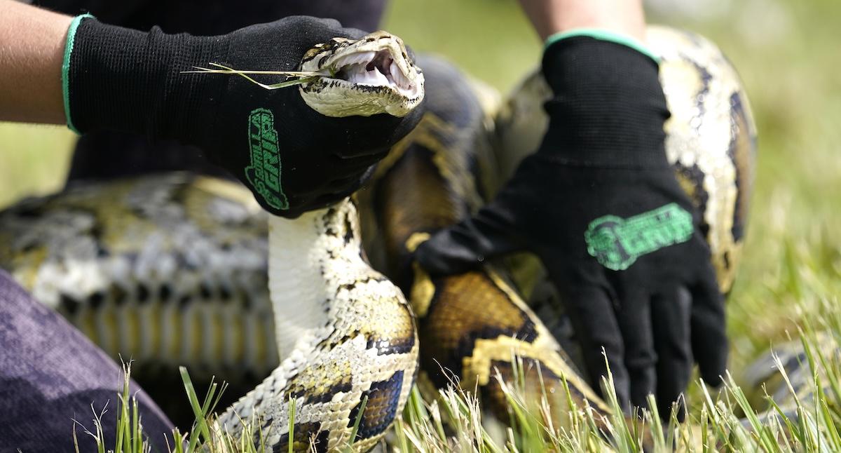 I conigli robot contro l’invasione di pitoni in Florida