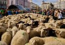 Un gregge passa per il centro della città in occasione della Festa della Transumanza