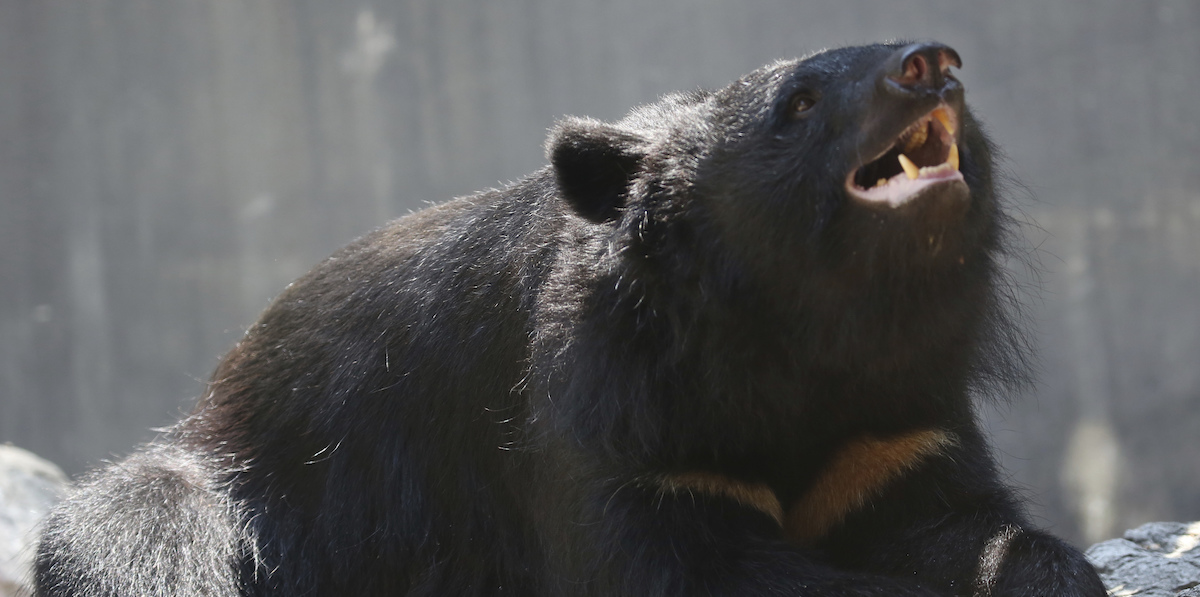 Una provincia del nord del Giappone ha chiesto l’intervento dell’esercito per gestire gli attacchi degli orsi