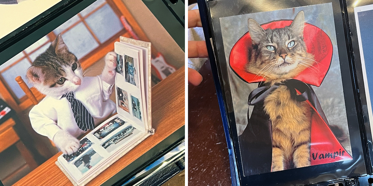 C’è un museo dei gattini semiclandestino