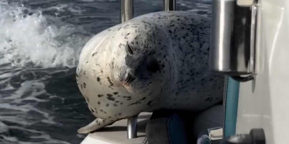 Una foca è sfuggita a un branco di orche saltando su un gommone di fotografi