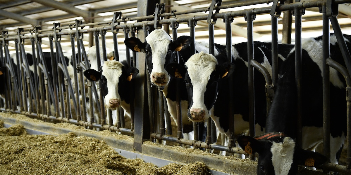 In Italia c’è troppo latte