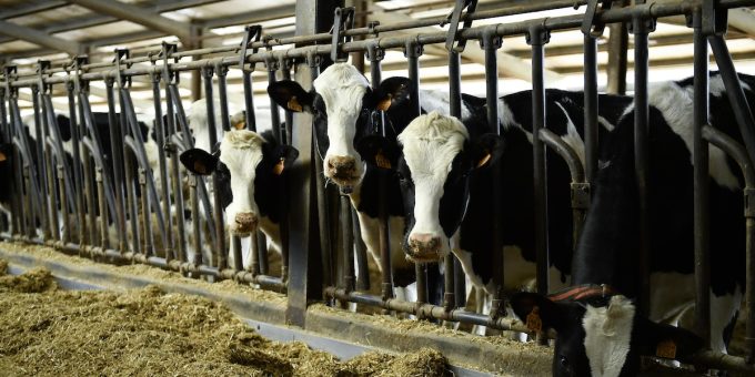In Italia c’è troppo latte