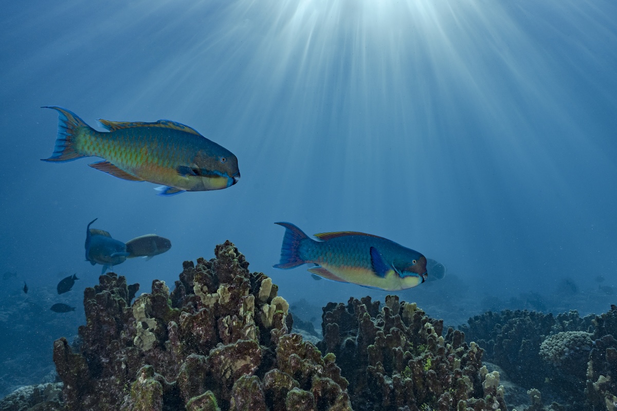 Alcuni pesci pappagallo nuotano vicino alla barriera corallina
