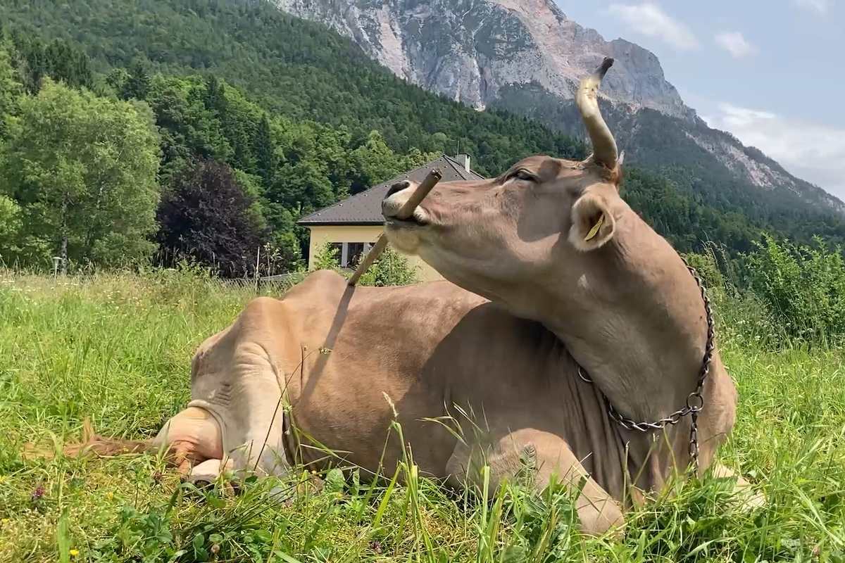 Il club degli animali capaci di utilizzare strumenti si allarga