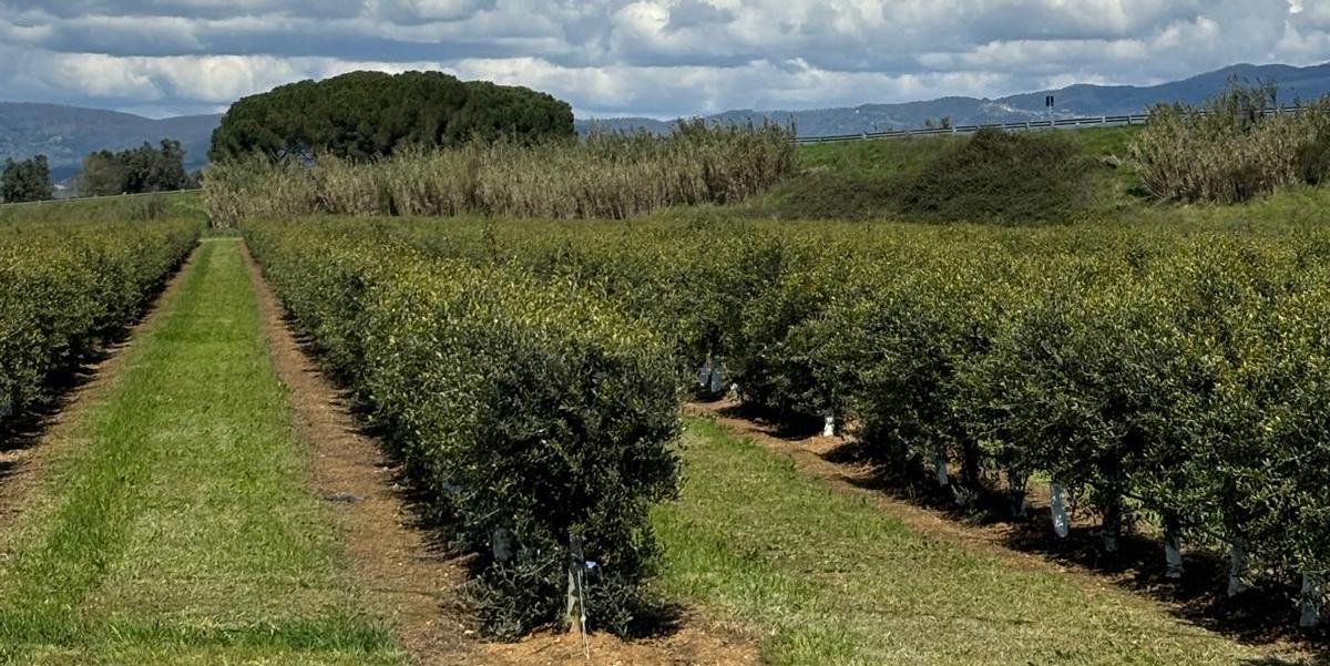 Coltivazioni di ulivi a spalliera dell'azienda ArteOlio a Roccastrada (Grosseto)