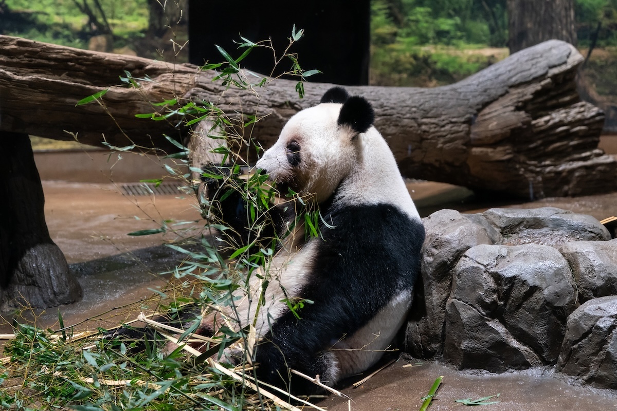 I video delle persone che salutano gli ultimi due panda del Giappone prima che vengano restituiti alla Cina