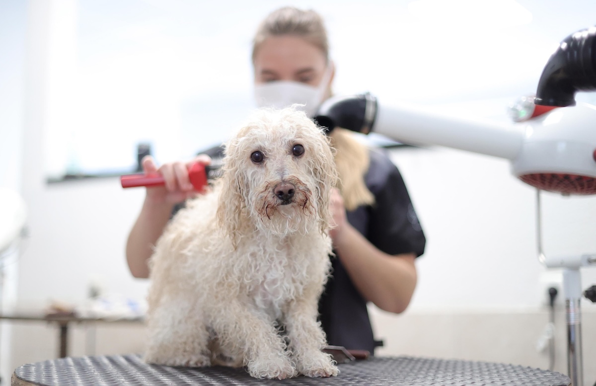 Gli animali da compagnia sono sempre più viziati