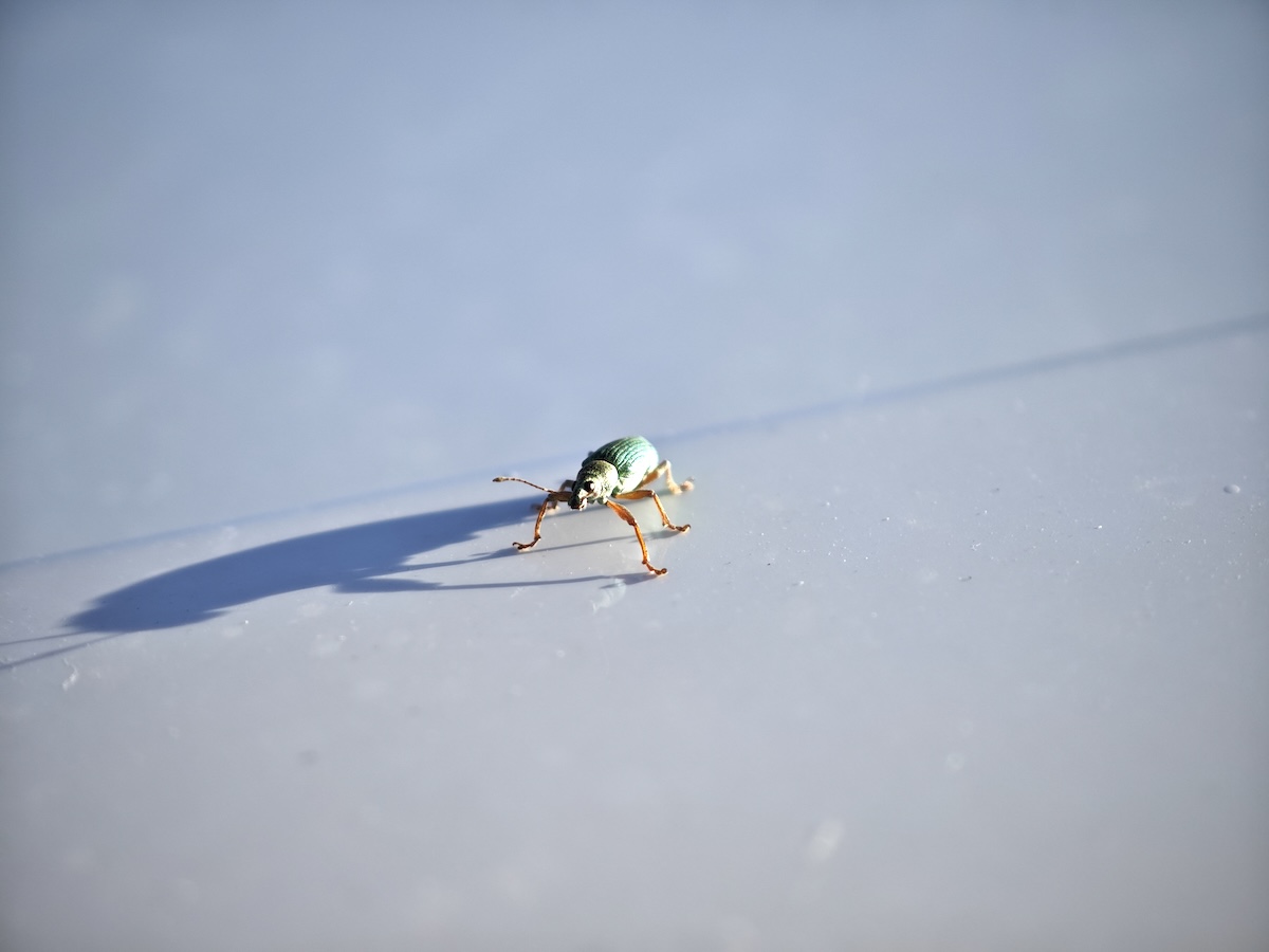 Che fine fanno gli insetti d’inverno