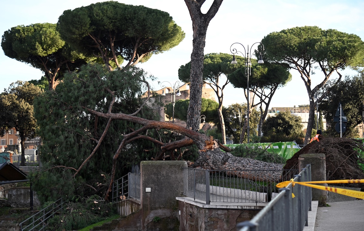 Le foto del grosso pino caduto in mezzo a via dei Fori Imperiali a Roma