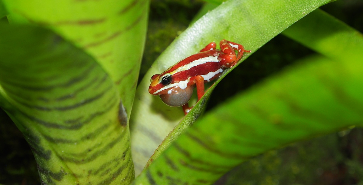 Le rane velenose e la morte di Alexei Navalny