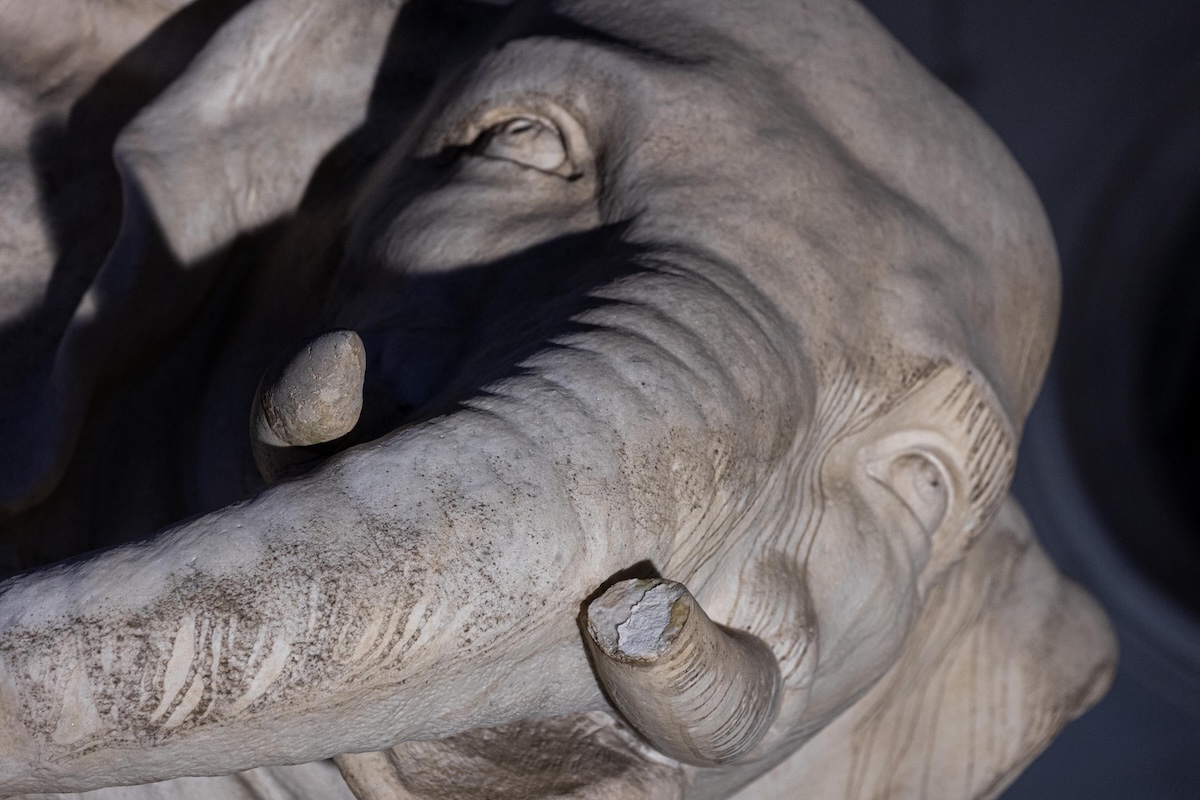 La zanna spezzata della scultura dell'elefantino in piazza della Minerva, a Roma (ANSA/Massimo Barsoum)
