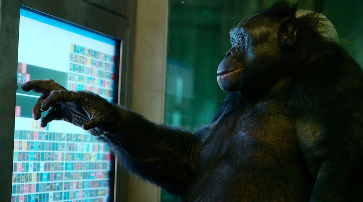 Questo bonobo sapeva giocare a fare finta