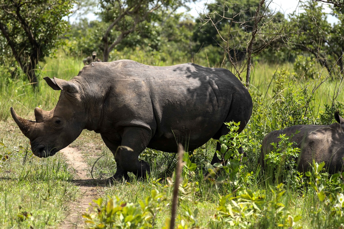 Dopo 40 anni ci sono di nuovo rinoceronti in libertà in Uganda