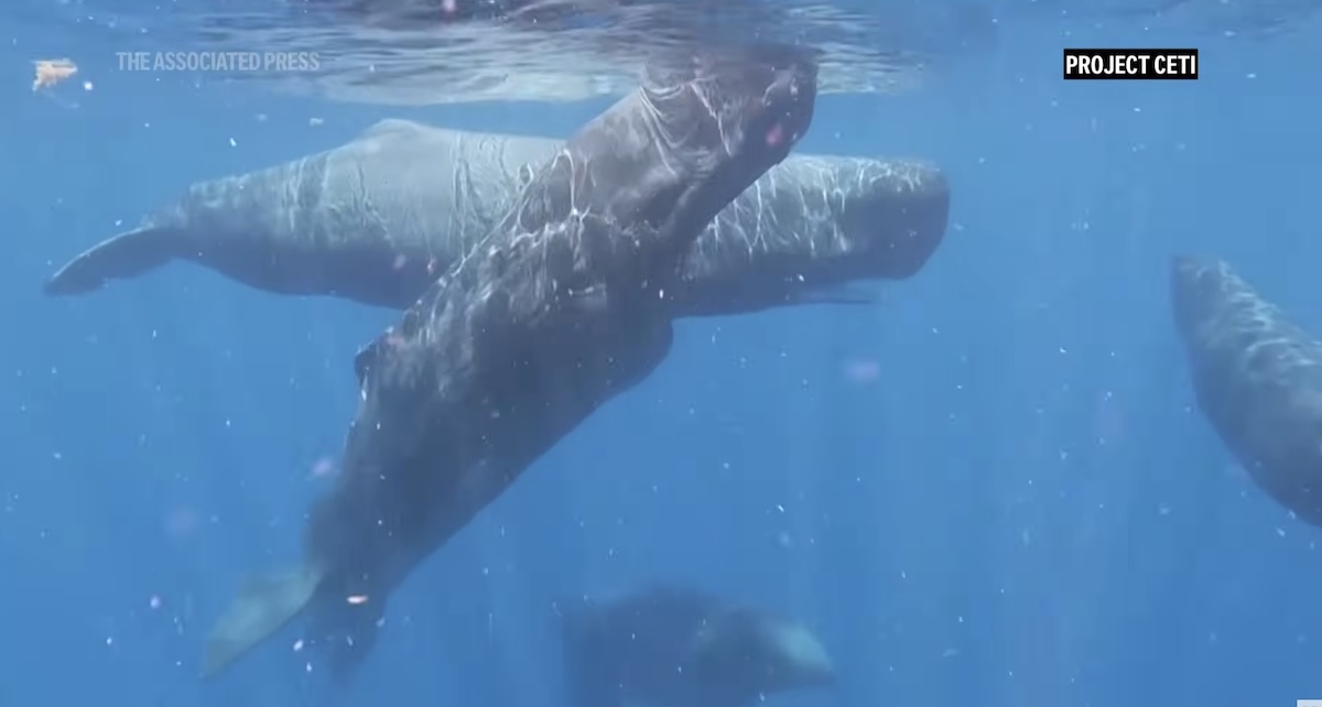 Il video che mostra come un gruppo di capodogli gestisce la nascita di un cucciolo