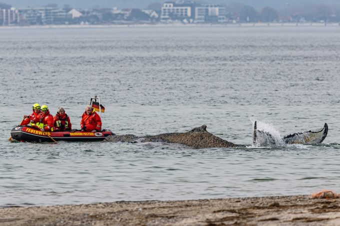 Scavare un percorso sul fondale del mare per liberare una megattera