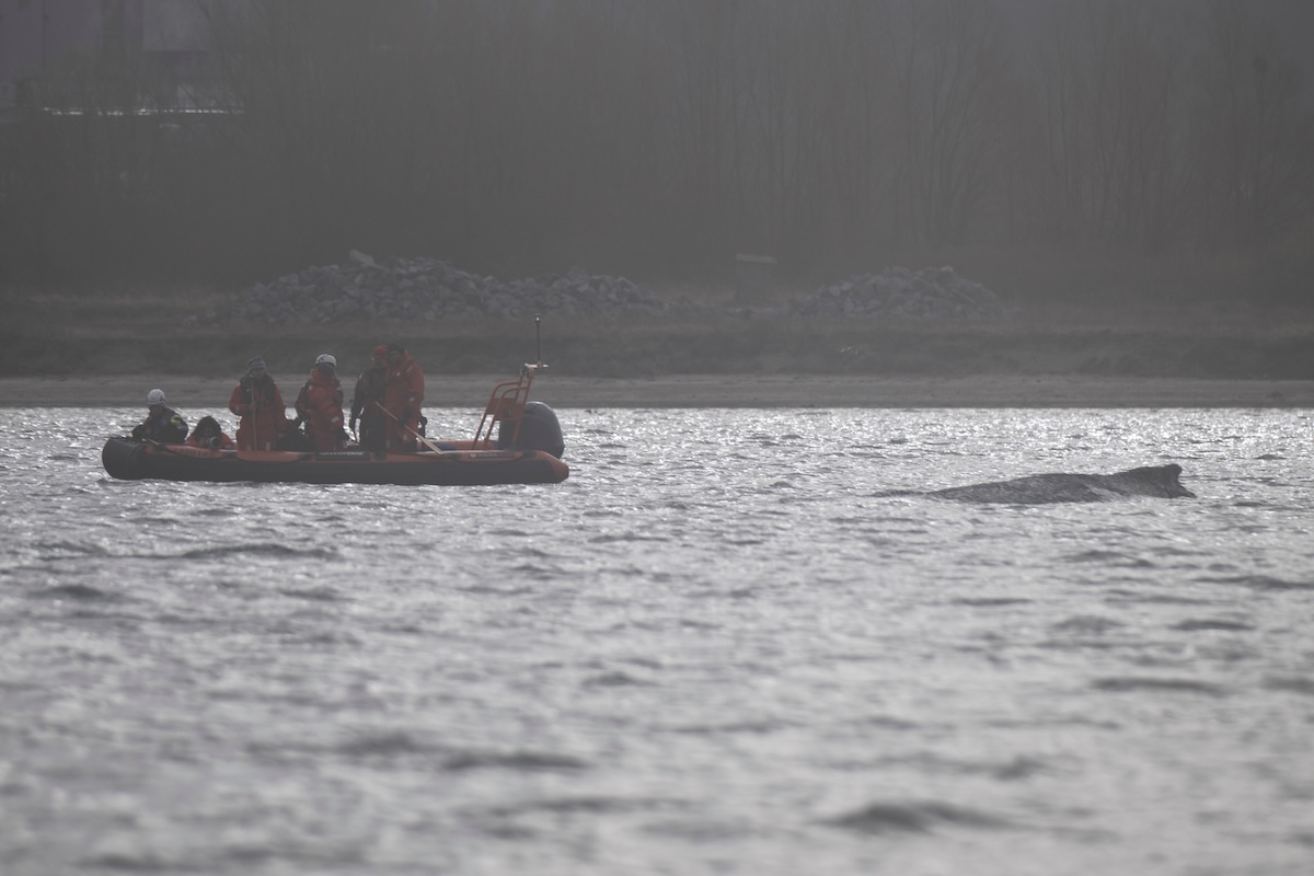 Una megattera in difficoltà da giorni nel mar Baltico in Germania si è arenata di nuovo