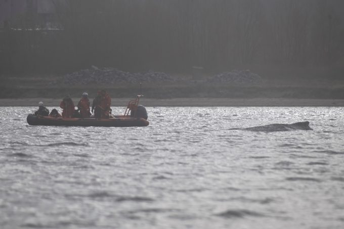 Una megattera in difficoltà da giorni nel mar Baltico in Germania si è arenata di nuovo