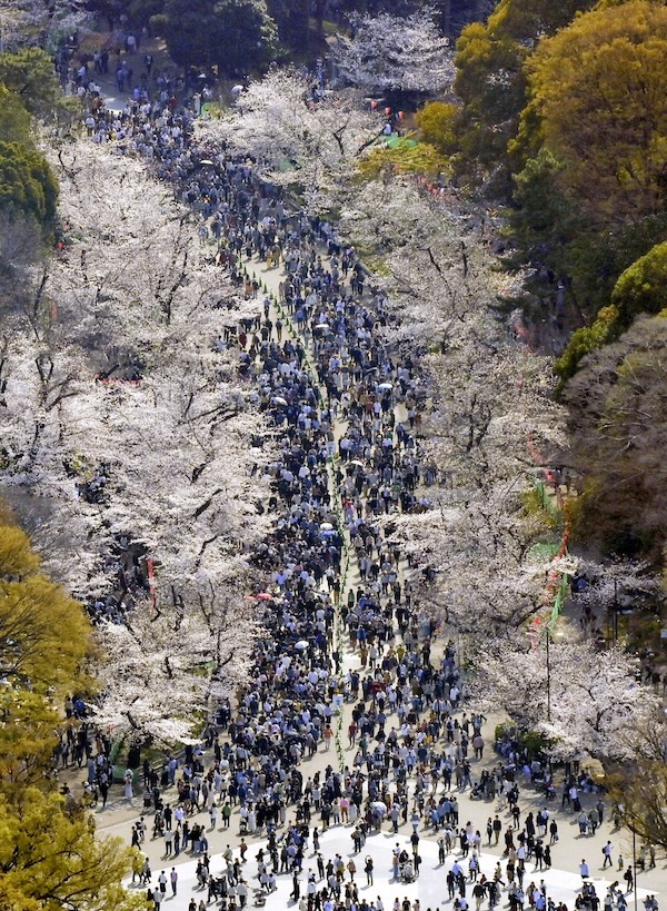 Decine di persone passeggiano in mezzo ai ciliegi in fiore