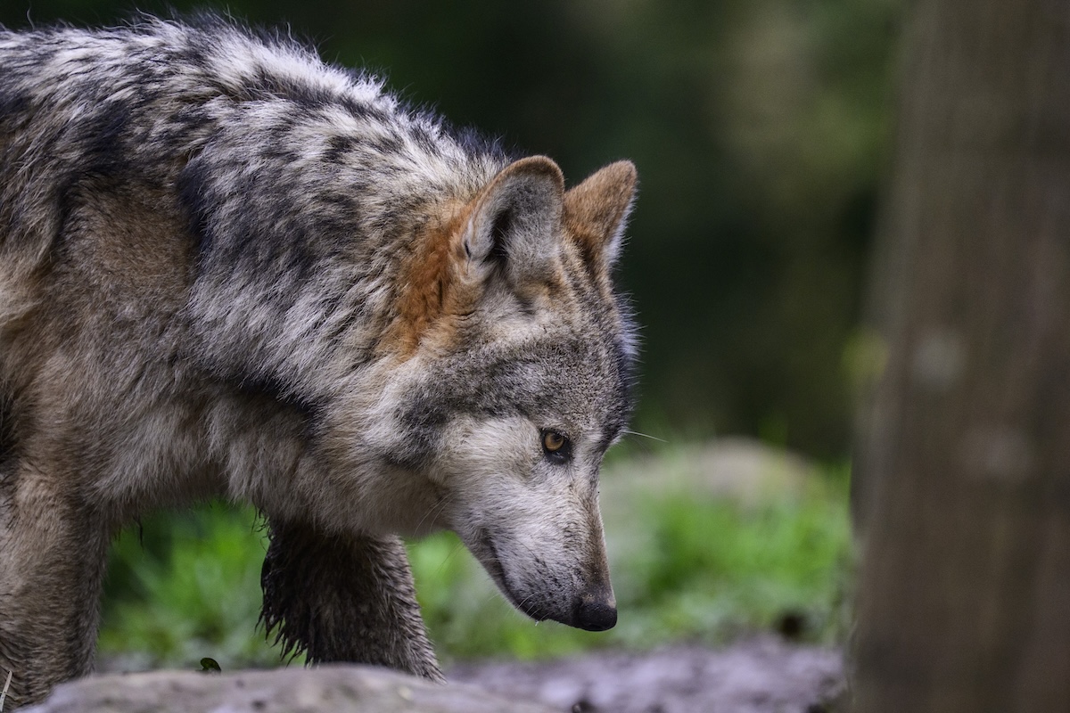 Una donna è stata morsa da un lupo ad Amburgo: è il primo attacco a un umano da anni in Germania