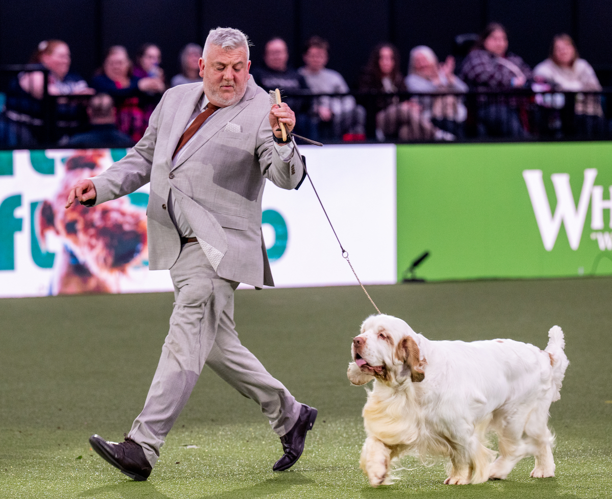 Noi che abbiamo un cane