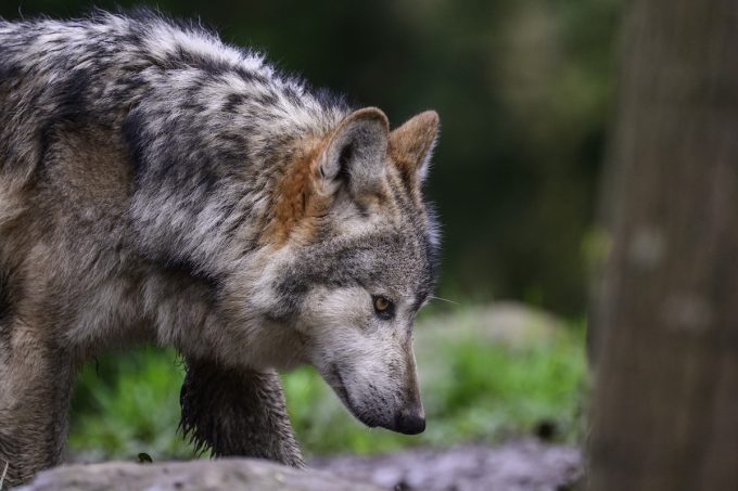 Una donna è stata morsa da un lupo ad Amburgo: è il primo attacco a un umano da anni in Germania