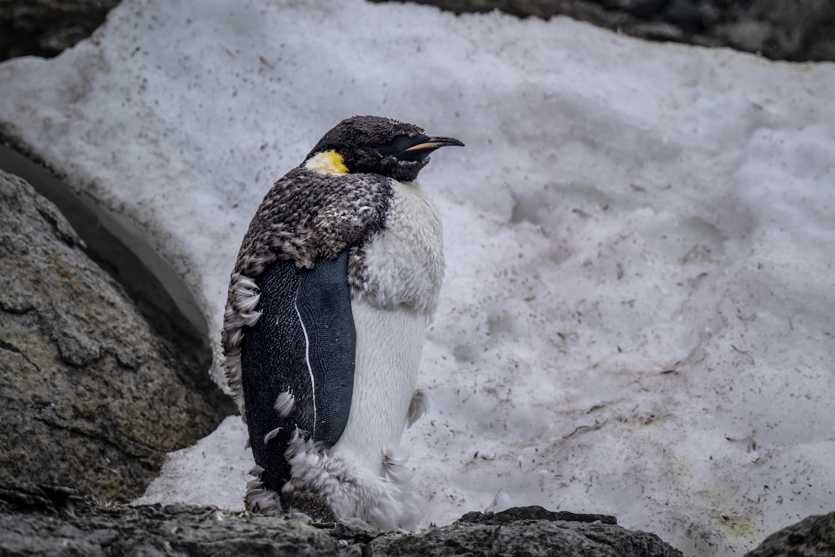 Un pinguino imperatore in Antartide (Sebnem Coskun/Anadolu Agency via Getty Images)