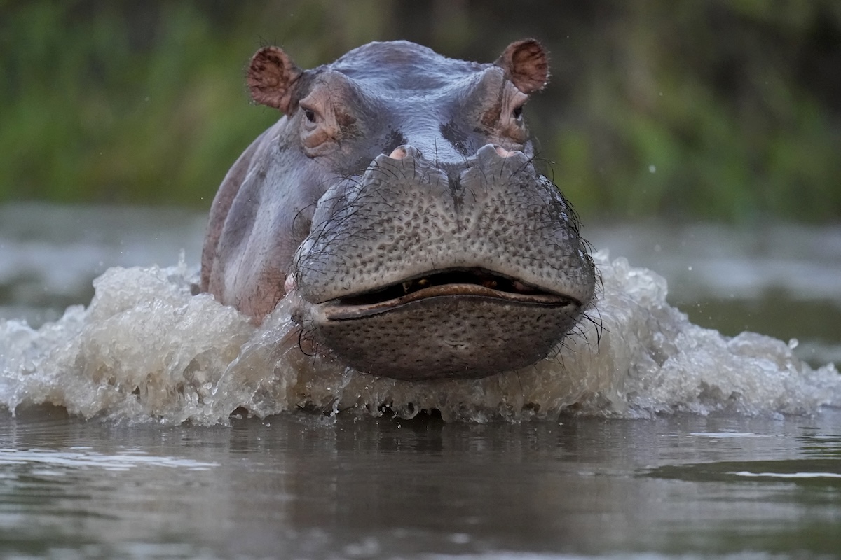 Un ippopotamo nel fiume Magdalena, a Puerto Triunfo, in Colombia (AP Photo/Fernando Vergara)